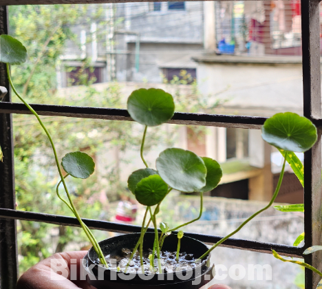 Coin Plant (8 leaf, 4 buds)